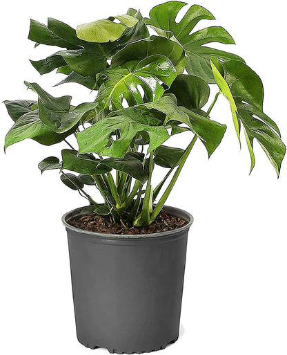 Monstera Adansonii, Swiss Cheese Plant - www.FOP.ae Buy online Best and Healthy Plants and quality products guarantee in Dubai Plants Shop in Dubai Abu Dhabi all over UAE Plants near me Fresh Plants in Dubai where to buy plants in UAE - FOP.ae