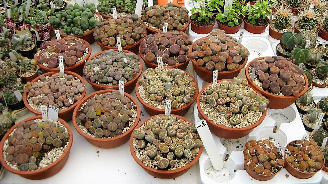 Living Stones , Lithops - www.FOP.ae Buy online Best and Healthy Plants and quality products guarantee in Dubai Plants Shop in Dubai Abu Dhabi all over UAE Plants near me Fresh Plants in Dubai where to buy plants in UAE - FOP.ae