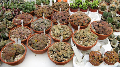 Living Stones , Lithops - www.FOP.ae Buy online Best and Healthy Plants and quality products guarantee in Dubai Plants Shop in Dubai Abu Dhabi all over UAE Plants near me Fresh Plants in Dubai where to buy plants in UAE - FOP.ae
