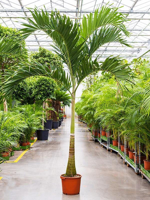 Manila Palm, Veitchia Merrillii - www.FOP.ae Buy online Best and Healthy Plants and quality products guarantee in Dubai Plants Shop in Dubai Abu Dhabi all over UAE Plants near me Fresh Plants in Dubai where to buy plants in UAE - FOP.ae