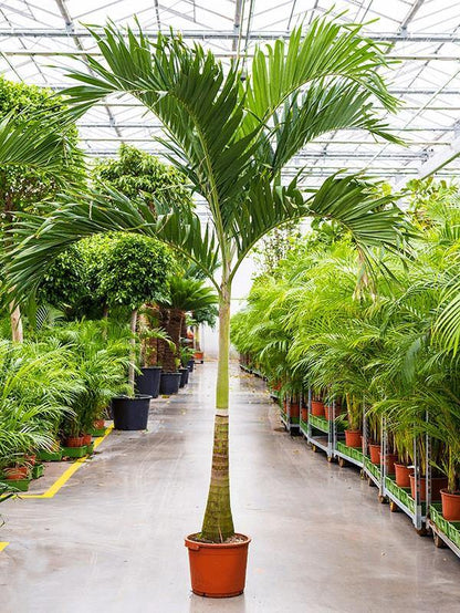 Manila Palm, Veitchia Merrillii - www.FOP.ae Buy online Best and Healthy Plants and quality products guarantee in Dubai Plants Shop in Dubai Abu Dhabi all over UAE Plants near me Fresh Plants in Dubai where to buy plants in UAE - FOP.ae