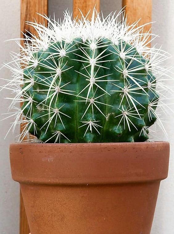 Ball Cactus, Barrel - www.FOP.ae Buy online Best and Healthy Plants and quality products guarantee in Dubai Plants Shop in Dubai Abu Dhabi all over UAE Plants near me Fresh Plants in Dubai where to buy plants in UAE - FOP.ae