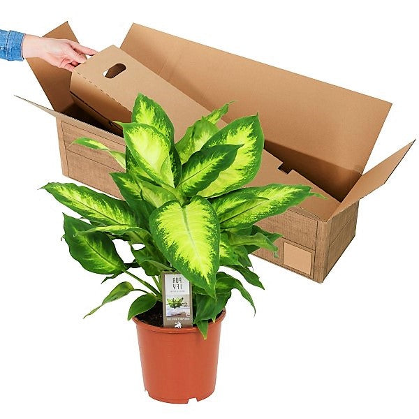 Dieffenbachia, Camilla ,Camellia ,Dumb Cane Plant - www.FOP.ae Buy online Best and Healthy Plants and quality products guarantee in Dubai Plants Shop in Dubai Abu Dhabi all over UAE Plants near me Fresh Plants in Dubai where to buy plants in UAE - FOP.ae