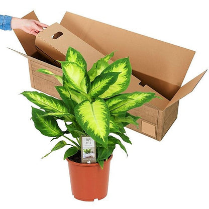Dieffenbachia, Camilla ,Camellia ,Dumb Cane Plant - www.FOP.ae Buy online Best and Healthy Plants and quality products guarantee in Dubai Plants Shop in Dubai Abu Dhabi all over UAE Plants near me Fresh Plants in Dubai where to buy plants in UAE - FOP.ae