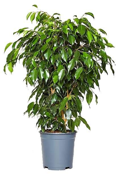 Ficus Benjamin Danielle, Weeping Fig - www.FOP.ae Buy online Best and Healthy Plants and quality products guarantee in Dubai Plants Shop in Dubai Abu Dhabi all over UAE Plants near me Fresh Plants in Dubai where to buy plants in UAE - FOP.ae