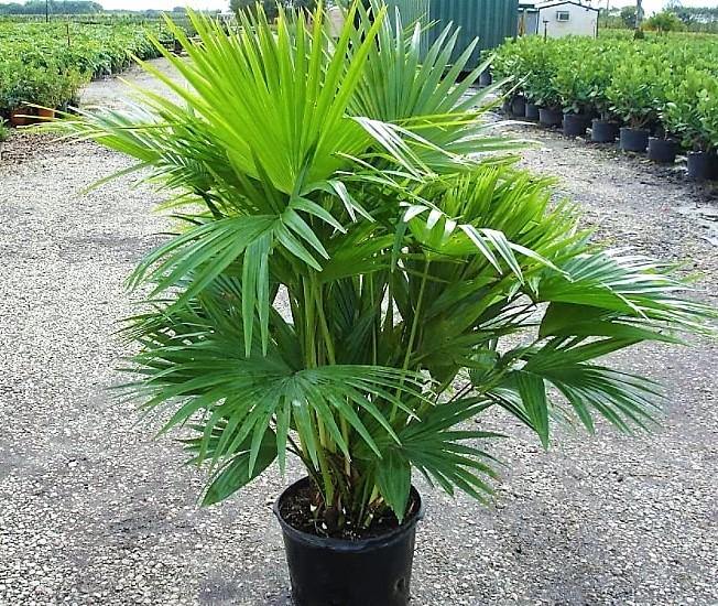 Chinese Fan Palm, Livistona Chinensis, Fountain Palm - www.FOP.ae Buy online Best and Healthy Plants and quality products guarantee in Dubai Plants Shop in Dubai Abu Dhabi all over UAE Plants near me Fresh Plants in Dubai where to buy plants in UAE - FOP.ae