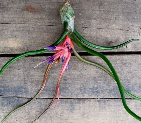 Tillandsia Bulbosa - www.FOP.ae Buy online Best and Healthy Plants and quality products guarantee in Dubai Plants Shop in Dubai Abu Dhabi all over UAE Plants near me Fresh Plants in Dubai where to buy plants in UAE - FOP.ae
