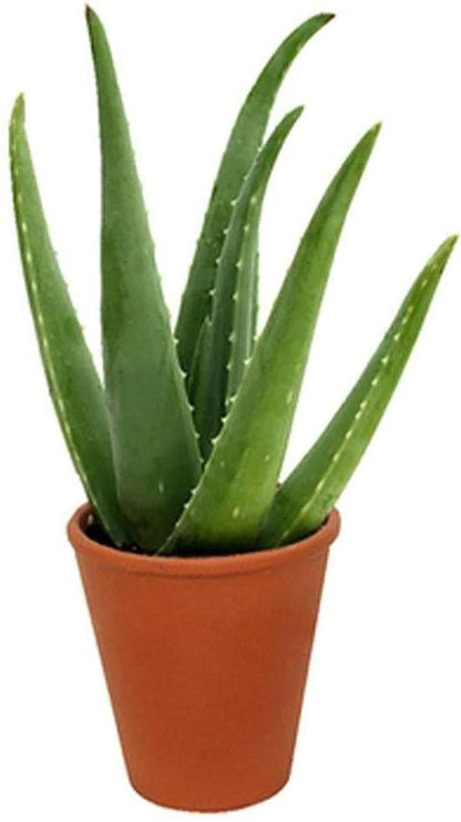 Aloe Vera, Medicina Aloe, Indoor - www.FOP.ae Buy online Best and Healthy Plants and quality products guarantee in Dubai Plants Shop in Dubai Abu Dhabi all over UAE Plants near me Fresh Plants in Dubai where to buy plants in UAE - FOP.ae