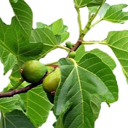 Fig Tree, Ficus Carica - www.FOP.ae Buy online Best and Healthy Plants and quality products guarantee in Dubai Plants Shop in Dubai Abu Dhabi all over UAE Plants near me Fresh Plants in Dubai where to buy plants in UAE - FOP.ae