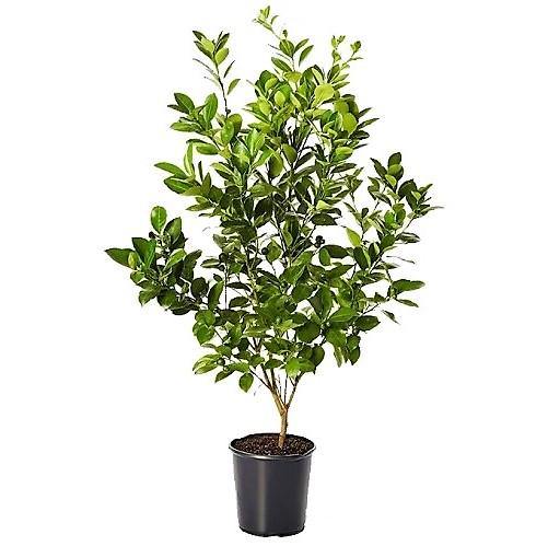 Lime, Binzaheer - www.FOP.ae Buy online Best and Healthy Plants and quality products guarantee in Dubai Plants Shop in Dubai Abu Dhabi all over UAE Plants near me Fresh Plants in Dubai where to buy plants in UAE - FOP.ae