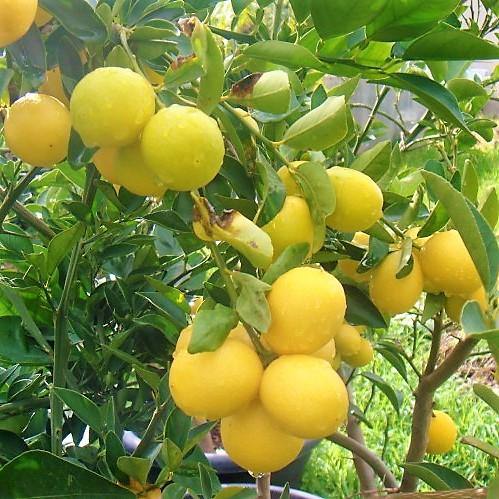 Lime, Binzaheer - www.FOP.ae Buy online Best and Healthy Plants and quality products guarantee in Dubai Plants Shop in Dubai Abu Dhabi all over UAE Plants near me Fresh Plants in Dubai where to buy plants in UAE - FOP.ae