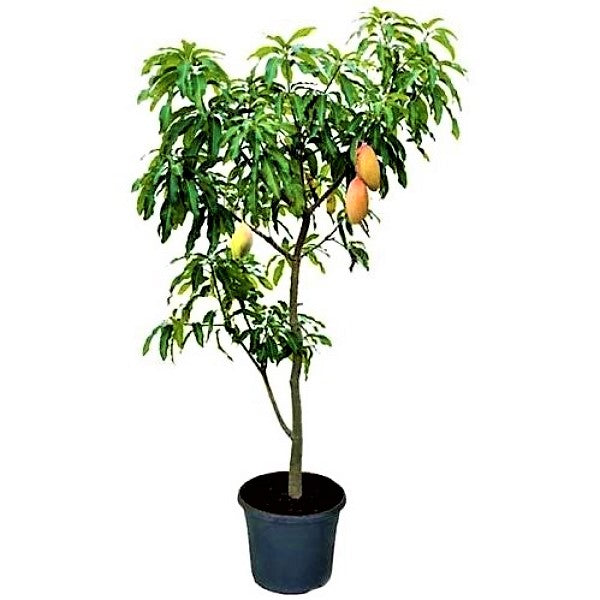 Mangifera indica, Mango Tree - www.FOP.ae Buy online Best and Healthy Plants and quality products guarantee in Dubai Plants Shop in Dubai Abu Dhabi all over UAE Plants near me Fresh Plants in Dubai where to buy plants in UAE - FOP.ae