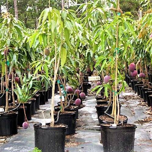 Mangifera indica, Mango Tree - www.FOP.ae Buy online Best and Healthy Plants and quality products guarantee in Dubai Plants Shop in Dubai Abu Dhabi all over UAE Plants near me Fresh Plants in Dubai where to buy plants in UAE - FOP.ae