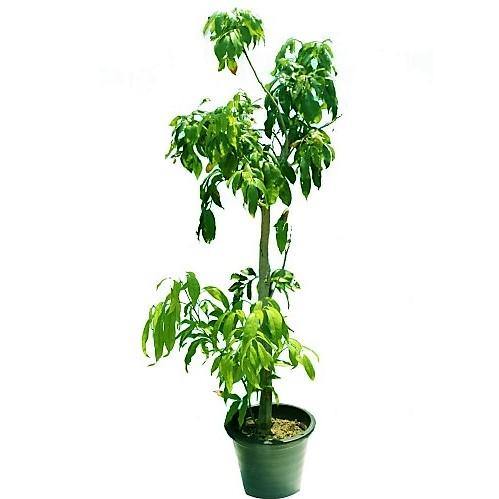 Mangifera indica, Mango Tree - www.FOP.ae Buy online Best and Healthy Plants and quality products guarantee in Dubai Plants Shop in Dubai Abu Dhabi all over UAE Plants near me Fresh Plants in Dubai where to buy plants in UAE - FOP.ae