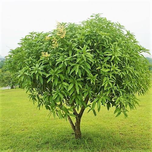 Mangifera indica, Mango Tree - www.FOP.ae Buy online Best and Healthy Plants and quality products guarantee in Dubai Plants Shop in Dubai Abu Dhabi all over UAE Plants near me Fresh Plants in Dubai where to buy plants in UAE - FOP.ae