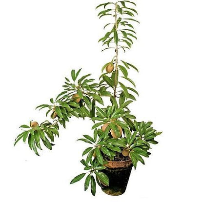 Chicko Tree, Manilkara Zapota - www.FOP.ae Buy online Best and Healthy Plants and quality products guarantee in Dubai Plants Shop in Dubai Abu Dhabi all over UAE Plants near me Fresh Plants in Dubai where to buy plants in UAE - FOP.ae