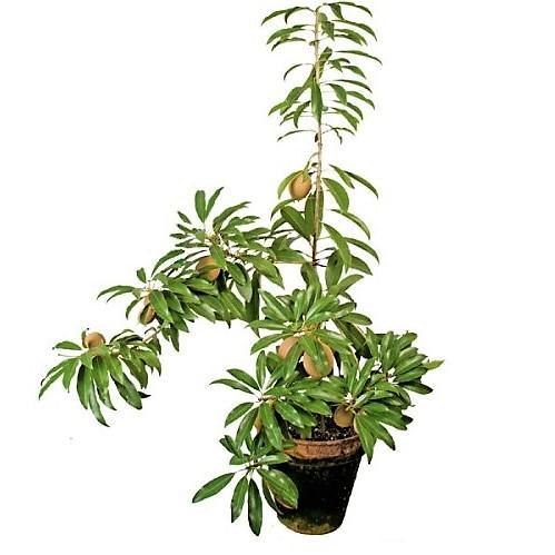 Chicko Tree, Manilkara Zapota - www.FOP.ae Buy online Best and Healthy Plants and quality products guarantee in Dubai Plants Shop in Dubai Abu Dhabi all over UAE Plants near me Fresh Plants in Dubai where to buy plants in UAE - FOP.ae