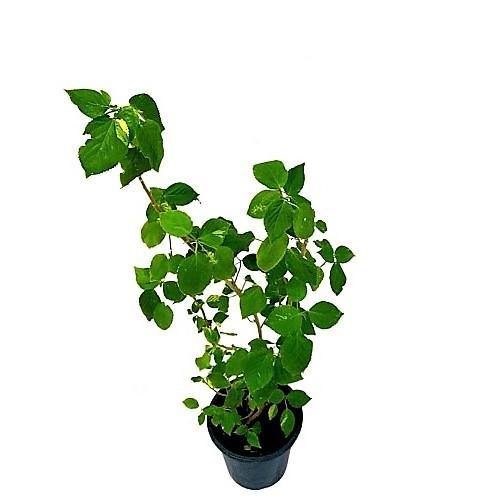 Mulberry Tree, Morus Alba - www.FOP.ae Buy online Best and Healthy Plants and quality products guarantee in Dubai Plants Shop in Dubai Abu Dhabi all over UAE Plants near me Fresh Plants in Dubai where to buy plants in UAE - FOP.ae