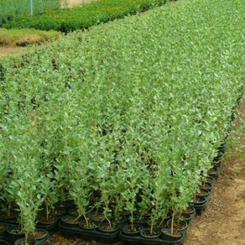 Atriplex halimus, Salt Bush - www.FOP.ae Buy online Best and Healthy Plants and quality products guarantee in Dubai Plants Shop in Dubai Abu Dhabi all over UAE Plants near me Fresh Plants in Dubai where to buy plants in UAE - FOP.ae