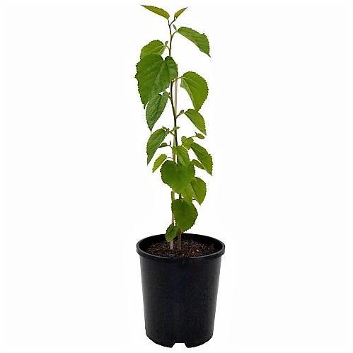 Mulberry Tree, Morus Alba - www.FOP.ae Buy online Best and Healthy Plants and quality products guarantee in Dubai Plants Shop in Dubai Abu Dhabi all over UAE Plants near me Fresh Plants in Dubai where to buy plants in UAE - FOP.ae