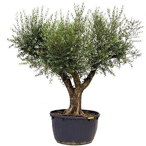 Olive Tree, Olea Europaea - www.FOP.ae Buy online Best and Healthy Plants and quality products guarantee in Dubai Plants Shop in Dubai Abu Dhabi all over UAE Plants near me Fresh Plants in Dubai where to buy plants in UAE - FOP.ae