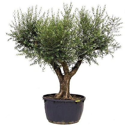 Olive Tree, Olea Europaea - www.FOP.ae Buy online Best and Healthy Plants and quality products guarantee in Dubai Plants Shop in Dubai Abu Dhabi all over UAE Plants near me Fresh Plants in Dubai where to buy plants in UAE - FOP.ae