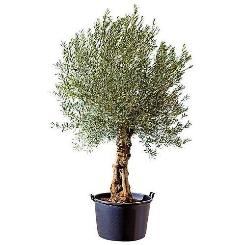 Olive Tree, Olea Europaea - www.FOP.ae Buy online Best and Healthy Plants and quality products guarantee in Dubai Plants Shop in Dubai Abu Dhabi all over UAE Plants near me Fresh Plants in Dubai where to buy plants in UAE - FOP.ae