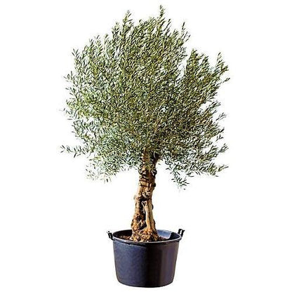 Olive Tree, Olea Europaea - www.FOP.ae Buy online Best and Healthy Plants and quality products guarantee in Dubai Plants Shop in Dubai Abu Dhabi all over UAE Plants near me Fresh Plants in Dubai where to buy plants in UAE - FOP.ae