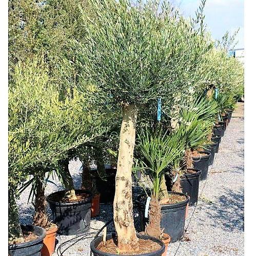 Olive Tree, Olea Europaea - www.FOP.ae Buy online Best and Healthy Plants and quality products guarantee in Dubai Plants Shop in Dubai Abu Dhabi all over UAE Plants near me Fresh Plants in Dubai where to buy plants in UAE - FOP.ae