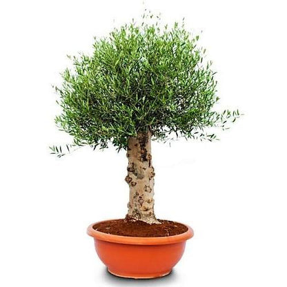 Olive Tree, Olea Europaea - www.FOP.ae Buy online Best and Healthy Plants and quality products guarantee in Dubai Plants Shop in Dubai Abu Dhabi all over UAE Plants near me Fresh Plants in Dubai where to buy plants in UAE - FOP.ae