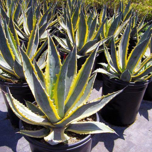 Agave americana marginata, Variegated Century Plant - www.FOP.ae Buy online Best and Healthy Plants and quality products guarantee in Dubai Plants Shop in Dubai Abu Dhabi all over UAE Plants near me Fresh Plants in Dubai where to buy plants in UAE - FOP.ae