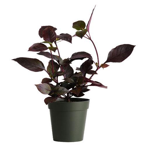 Alternanthera, Purple Knight (small) - www.FOP.ae Buy online Best and Healthy Plants and quality products guarantee in Dubai Plants Shop in Dubai Abu Dhabi all over UAE Plants near me Fresh Plants in Dubai where to buy plants in UAE - FOP.ae