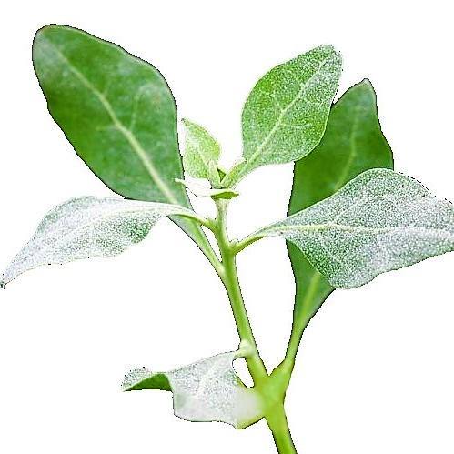 Atriplex halimus, Salt Bush - www.FOP.ae Buy online Best and Healthy Plants and quality products guarantee in Dubai Plants Shop in Dubai Abu Dhabi all over UAE Plants near me Fresh Plants in Dubai where to buy plants in UAE - FOP.ae