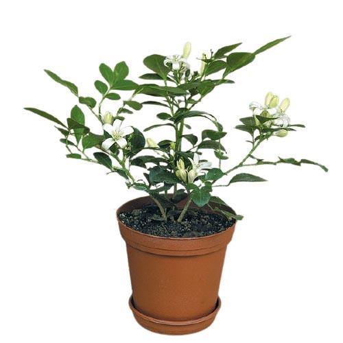 Murraya paniculata, Orange, Thai Jasmine - www.FOP.ae Buy online Best and Healthy Plants and quality products guarantee in Dubai Plants Shop in Dubai Abu Dhabi all over UAE Plants near me Fresh Plants in Dubai where to buy plants in UAE - FOP.ae