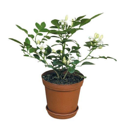 Murraya paniculata, Orange, Thai Jasmine - www.FOP.ae Buy online Best and Healthy Plants and quality products guarantee in Dubai Plants Shop in Dubai Abu Dhabi all over UAE Plants near me Fresh Plants in Dubai where to buy plants in UAE - FOP.ae