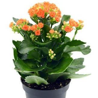 Kalanchoe blossifeldiana, Flaming Katy, Christmas , outdoor - www.FOP.ae Buy online Best and Healthy Plants and quality products guarantee in Dubai Plants Shop in Dubai Abu Dhabi all over UAE Plants near me Fresh Plants in Dubai where to buy plants in UAE - FOP.ae