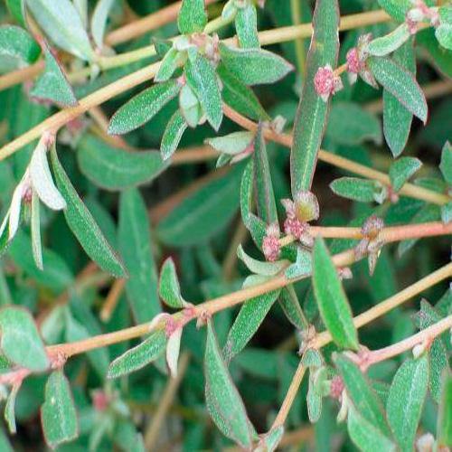 Atriplex semibaccata, Salt Bush - www.FOP.ae Buy online Best and Healthy Plants and quality products guarantee in Dubai Plants Shop in Dubai Abu Dhabi all over UAE Plants near me Fresh Plants in Dubai where to buy plants in UAE - FOP.ae