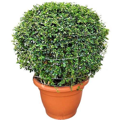 Ehretia microphylla, Fukien Tea Tree, Ball - www.FOP.ae Buy online Best and Healthy Plants and quality products guarantee in Dubai Plants Shop in Dubai Abu Dhabi all over UAE Plants near me Fresh Plants in Dubai where to buy plants in UAE - FOP.ae