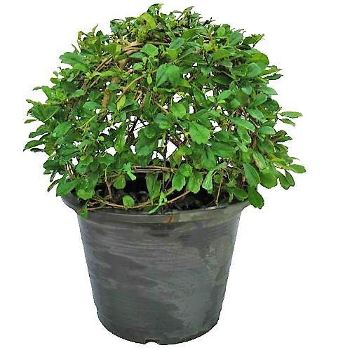 Ehretia microphylla, Fukien Tea Tree, Ball - www.FOP.ae Buy online Best and Healthy Plants and quality products guarantee in Dubai Plants Shop in Dubai Abu Dhabi all over UAE Plants near me Fresh Plants in Dubai where to buy plants in UAE - FOP.ae