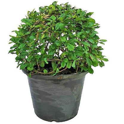 Ehretia microphylla, Fukien Tea Tree, Ball - www.FOP.ae Buy online Best and Healthy Plants and quality products guarantee in Dubai Plants Shop in Dubai Abu Dhabi all over UAE Plants near me Fresh Plants in Dubai where to buy plants in UAE - FOP.ae