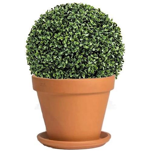 Ehretia microphylla, Fukien Tea Tree, Ball - www.FOP.ae Buy online Best and Healthy Plants and quality products guarantee in Dubai Plants Shop in Dubai Abu Dhabi all over UAE Plants near me Fresh Plants in Dubai where to buy plants in UAE - FOP.ae