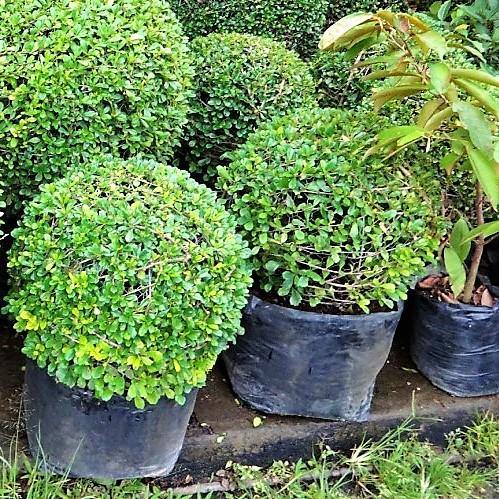 Ehretia microphylla, Fukien Tea Tree, Ball - www.FOP.ae Buy online Best and Healthy Plants and quality products guarantee in Dubai Plants Shop in Dubai Abu Dhabi all over UAE Plants near me Fresh Plants in Dubai where to buy plants in UAE - FOP.ae