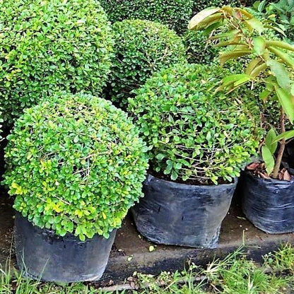 Ehretia microphylla, Fukien Tea Tree, Ball - www.FOP.ae Buy online Best and Healthy Plants and quality products guarantee in Dubai Plants Shop in Dubai Abu Dhabi all over UAE Plants near me Fresh Plants in Dubai where to buy plants in UAE - FOP.ae