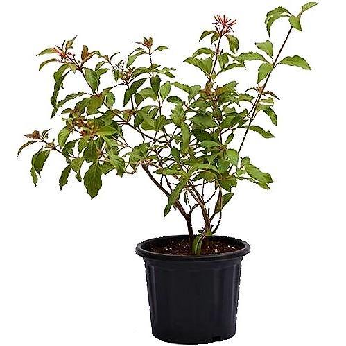 Fire Bush, Hamelia Patens - www.FOP.ae Buy online Best and Healthy Plants and quality products guarantee in Dubai Plants Shop in Dubai Abu Dhabi all over UAE Plants near me Fresh Plants in Dubai where to buy plants in UAE - FOP.ae