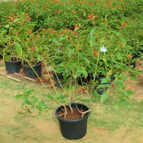 Fire Bush, Hamelia Patens - www.FOP.ae Buy online Best and Healthy Plants and quality products guarantee in Dubai Plants Shop in Dubai Abu Dhabi all over UAE Plants near me Fresh Plants in Dubai where to buy plants in UAE - FOP.ae