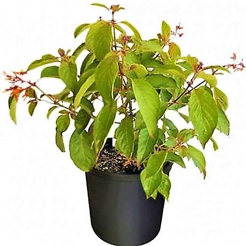 Fire Bush, Hamelia Patens - www.FOP.ae Buy online Best and Healthy Plants and quality products guarantee in Dubai Plants Shop in Dubai Abu Dhabi all over UAE Plants near me Fresh Plants in Dubai where to buy plants in UAE - FOP.ae