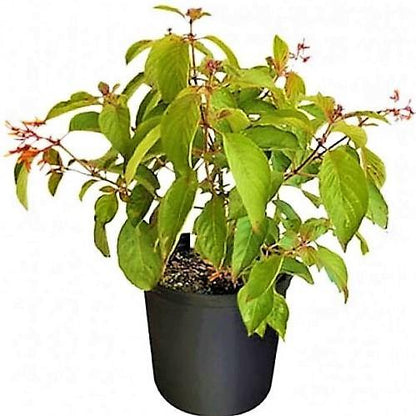 Fire Bush, Hamelia Patens - www.FOP.ae Buy online Best and Healthy Plants and quality products guarantee in Dubai Plants Shop in Dubai Abu Dhabi all over UAE Plants near me Fresh Plants in Dubai where to buy plants in UAE - FOP.ae