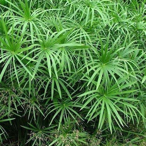 Cyperus Alternifolius, Umbrella Papyrus - www.FOP.ae Buy online Best and Healthy Plants and quality products guarantee in Dubai Plants Shop in Dubai Abu Dhabi all over UAE Plants near me Fresh Plants in Dubai where to buy plants in UAE - FOP.ae