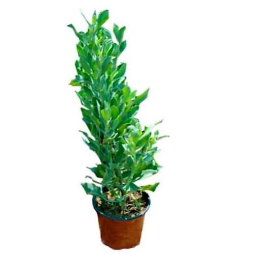 Atriplex halimus, Salt Bush - www.FOP.ae Buy online Best and Healthy Plants and quality products guarantee in Dubai Plants Shop in Dubai Abu Dhabi all over UAE Plants near me Fresh Plants in Dubai where to buy plants in UAE - FOP.ae