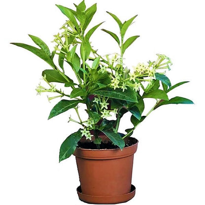 Cestrum nocturnum, Night Queen, Night-blooming jasmine